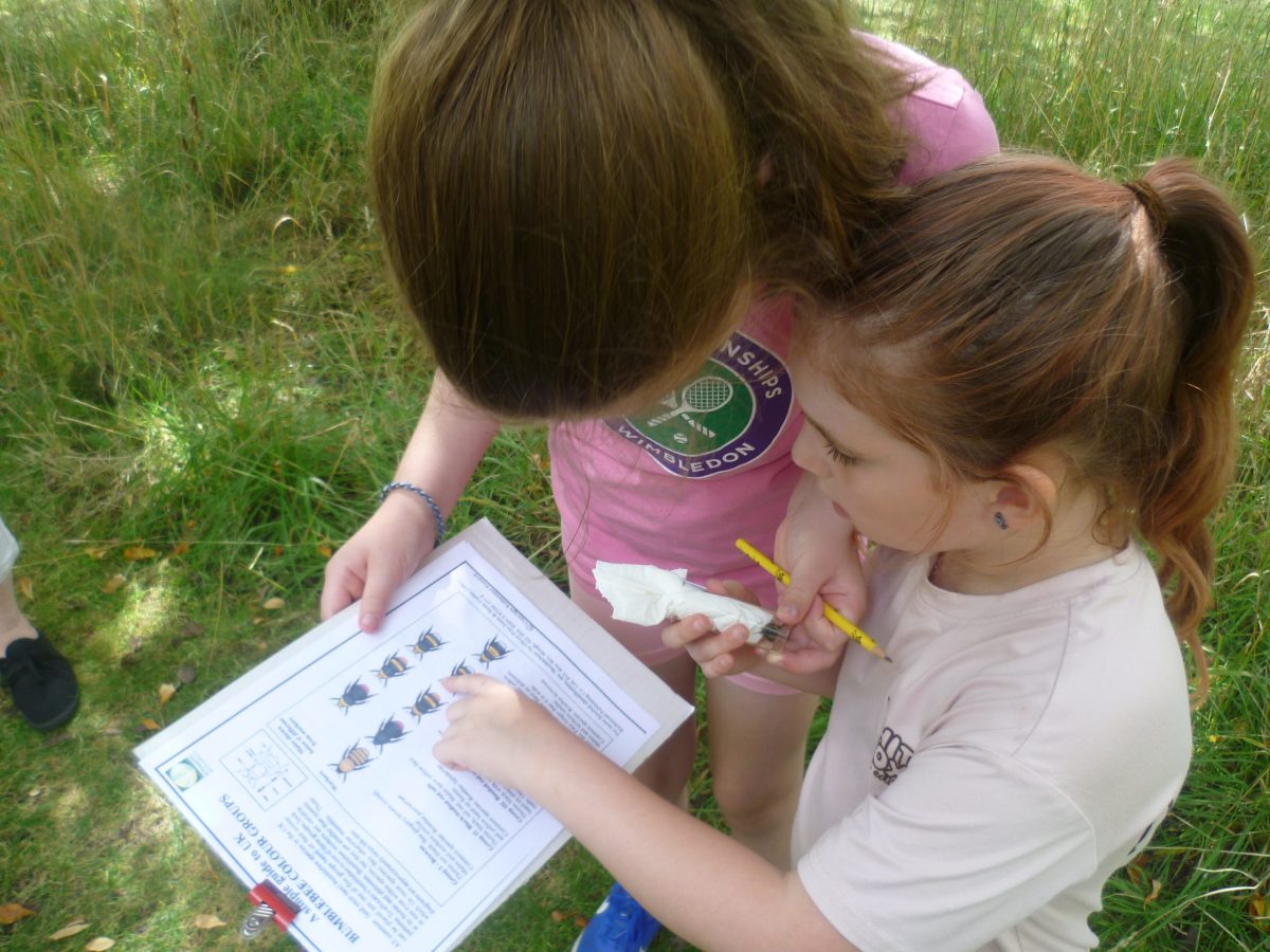 Identifying bumble bees